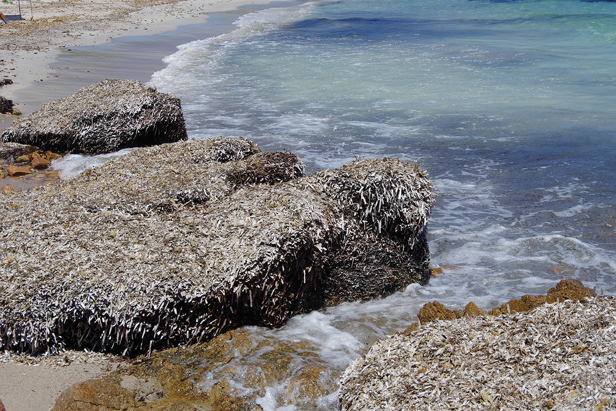 Piles of seaweeds (Posidonia) on the beach in Sardinia.
